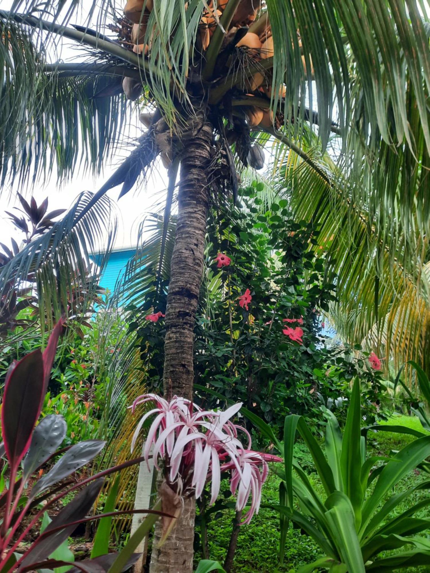 Guava Grove Resort & Villas Sandy Bay Luaran gambar